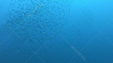 Little Mediterranean sea fishes bait ball swimming near the camera - Underwater scenes