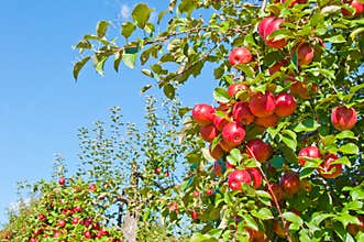 Apple Tree