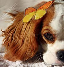 Dog and Butterfly
