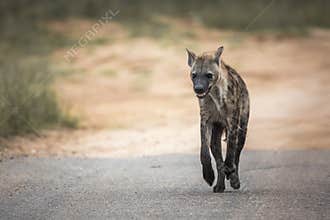 Spotted hyaena in Kruger National park, South Africa