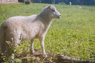 Cute white lamb in countryside. Small fluffy sheep in pasture. Farm animals concept. Friendly domestic lamb.