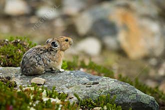 Pika