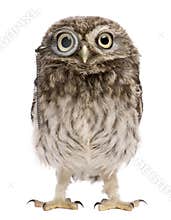 Little Owl wearing magnifying glass, Athene noctua