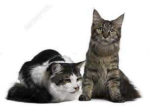 Two Maine Coon Cats, 8 and 9 months old