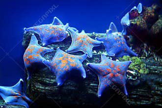 Sea star