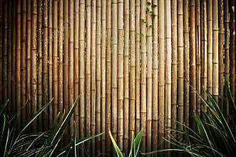 Bamboo fence