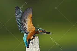 The kingfisher