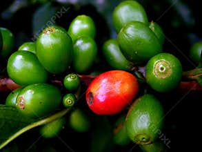 Coffee Beans in Natura