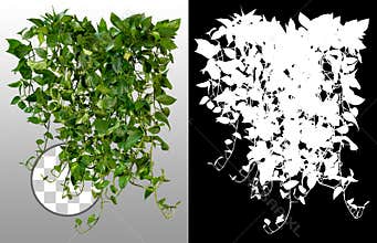 Green folliage in summer. Exotic plant
