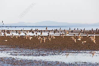 Flying shorebird dunlin