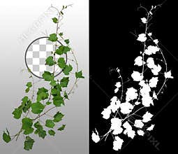 Ivy with green foliage in summer
