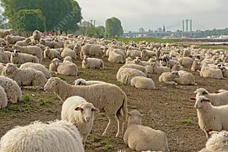 Flock of sheep grazing on the borders of river Rhine