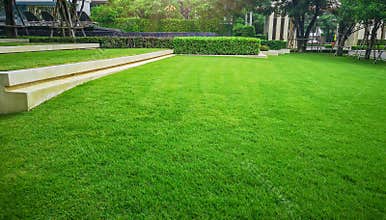 Smooth and fresh green grass lawn as a carpet in garden backyard, good care maintenance landscapes decorated with flowering plant