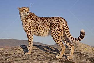 Cheetah in the sunset