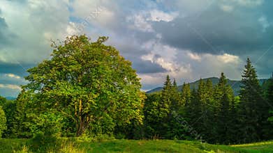 Mountain Landscape with a with a Lonely Tree