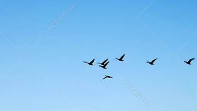 Silhouette of flock of Canada Geese, Branta canadensis, flying away from lake and toward the bright sun.