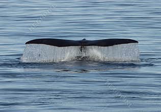 Whale