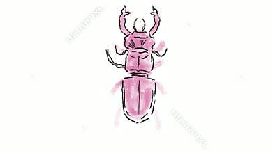 Stag Beetle Drawing Time Lapse 2D Animation