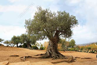 Olive tree