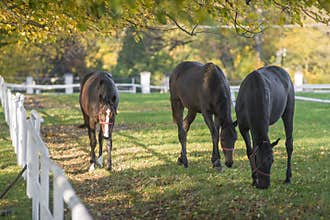 Beautifull horses in Autumn scenery