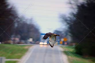 Red-tailed Hawk Soaring Across a Road - Buteo jamaicensis