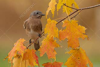 Autumn Bluebird