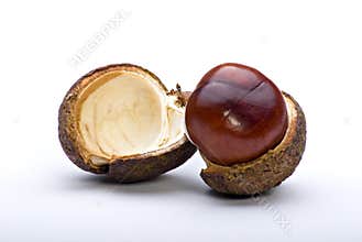 Chesnut