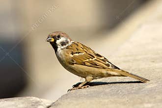Sparrow