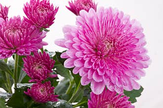 Chrysanthemum flower