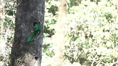 Awe qetzal bird reaching nest in slow-mo