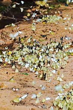 Butterfly swarm flying in the wild