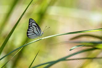 White Butterfly perched on a blade of grass
