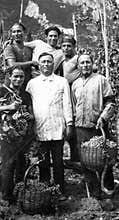 1934, Italy, Capri - It is harvest time in the vineyards of the Capri countryside