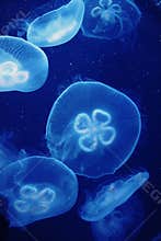 Jellyfish