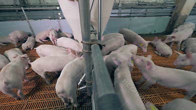 Pigs are feeding in the piggery cote. Modern pig farm with pigs