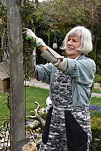 Gardening, hobby of a senior woman