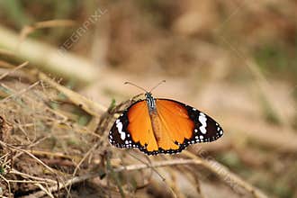 The cute and small butterfly .