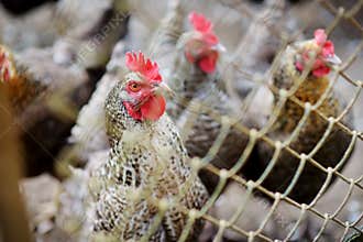 Farm chickens behind a metal fence. Farm animals and birds