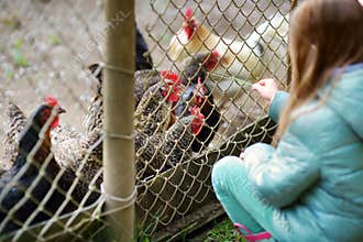 Cute little girl looking at farm chickens through metal fence