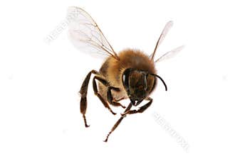 Flying Bee