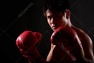 Boxer Series