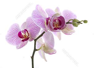 Orchid flowers