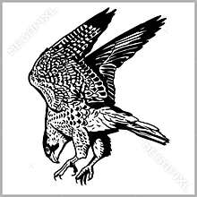 Hawk in flight vector. Predatory bird isolated on white.