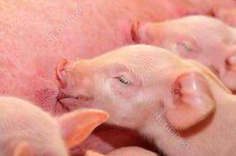 Baby Pigs Feeding with Mother