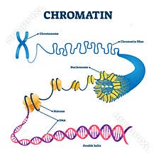 Chromation biological diagram vector illustration