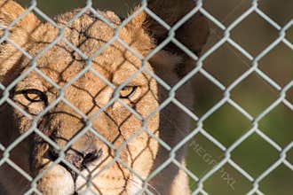 Caged lion staring through fence. Captive animal rights image