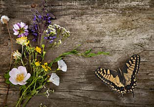 Spring butterfly and flower on old grunge wood