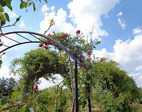 Generic Vegetation - Eutopia Garden - Arad, Romania