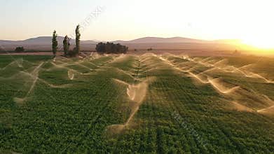 Irrigation systems are working in agricultural field at sunset. Aerial shot. Drone, Mavic pro. Water system. Slow motion.