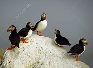 Atlantic Puffins - Machias Seal Island